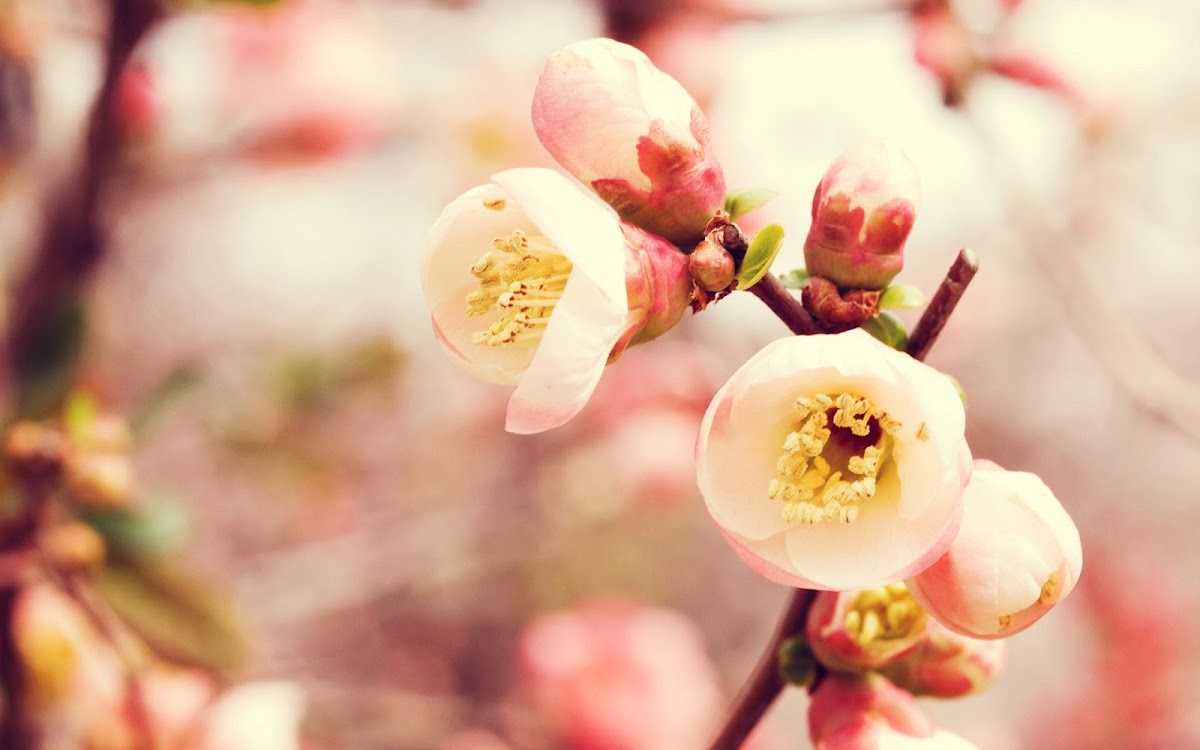 Flowering Quince Widescreen Wallpaper