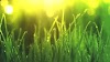 Most beautiful green grass images HD pictures background decoration