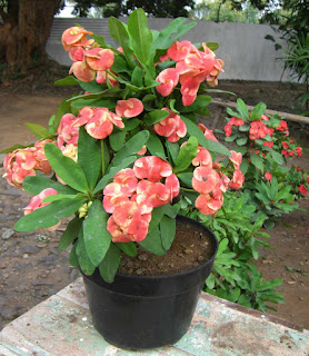 TANAMAN BERBUNGA EUPHORBIA