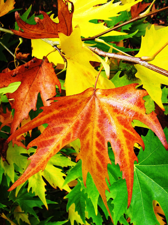 Pigments in plants