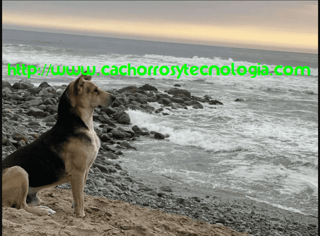El perro Vaguito (el real) esperando a su dueño en la orilla del mar The dog Vaguito (the real one) waiting for his owner on the seashore
