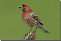 House Finch Birds