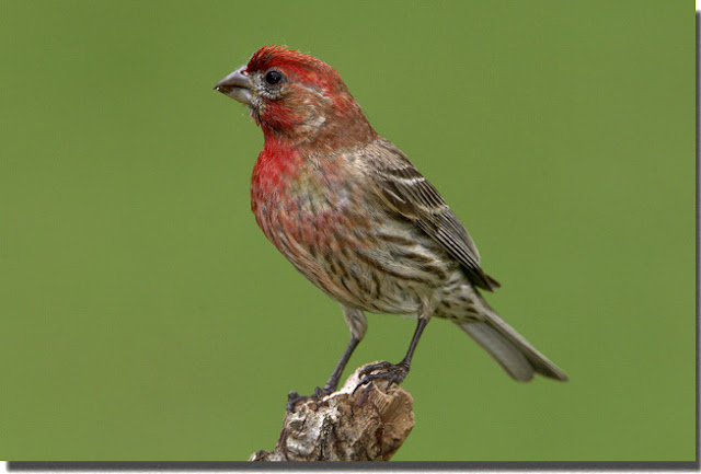 House Finch Birds