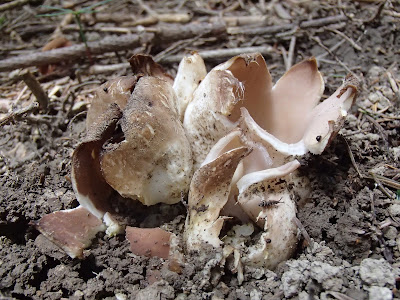 Babia Góra, grzyby na Orawie, grzyby Babiej Góry, koronica ozdobna Sarcosphaera coronaria