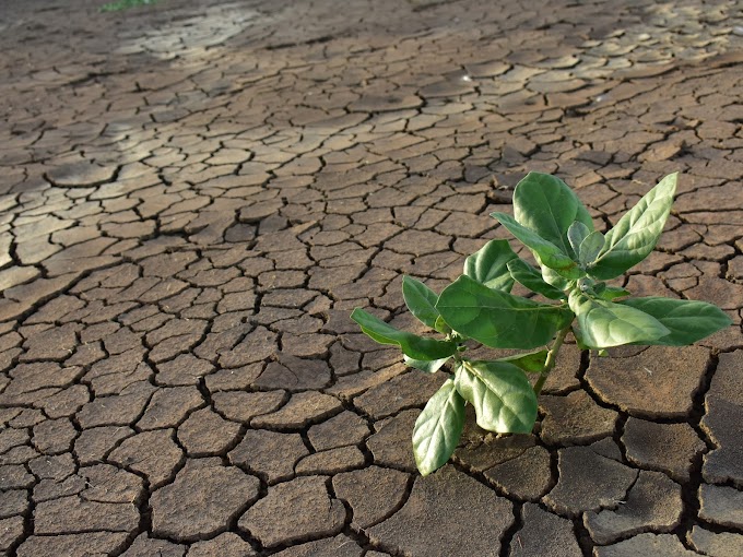 Períodos secos más prolongados afectarán a cultivos en los trópicos