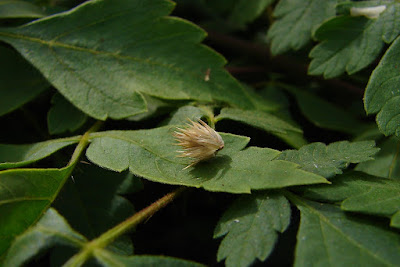 small green prickle resting on balloon vine leaf