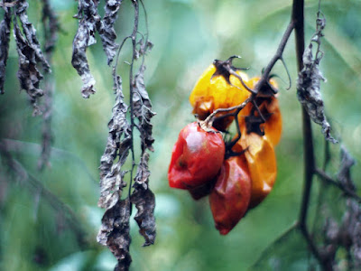 I pomodori a fine ciclo vitale.