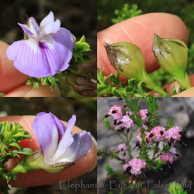 Psoralea aculeata Silvermine in November