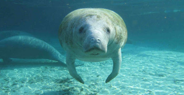 Manatees 