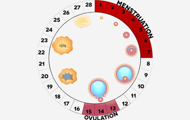 Cara Mudah Menghitung Masa Subur Wanita
