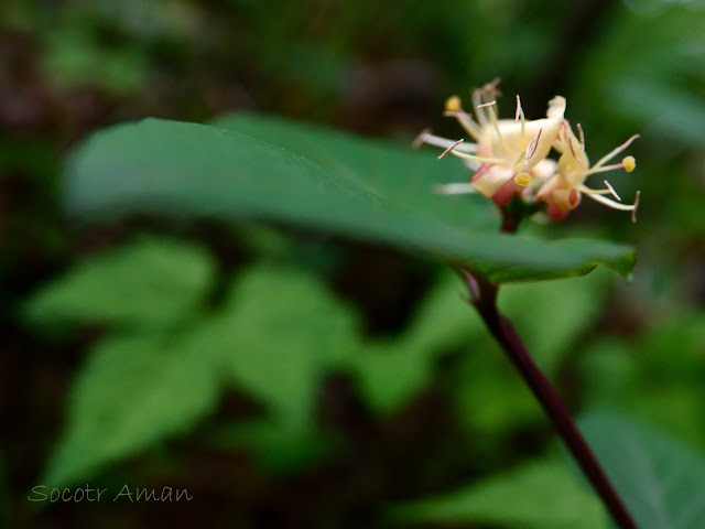 Lonicera mochidzukiana