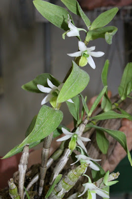 Dendrobium scabrilingue care and culture