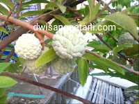 www.dwisangpetani.com