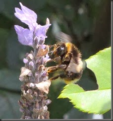 Bumblebee