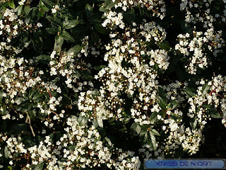 Laurier-tin - Viburnum tinus - Viorne tin