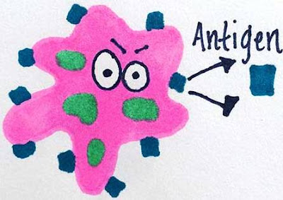 antigen Learn with DeepaliTalk Immune System Biotechnology