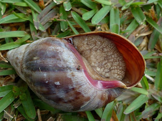 Achatina sp. - Achatines de la Réunion