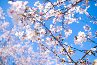 桜 満開 2017, 桜 開花 2016, 東京 桜 名所, 桜 開花予想 2017 京都, 桜 開花予想 2017 東京, 桜開花情報, 桜 2017, 桜 開花から満開まで, 桜前線 2017, 桜 開花予想 2017 大阪, 沖縄 桜 開花状況,桜 開花, 桜 満開 2017, 桜 開花予想 京都, 桜 開花予想 2017 京都, 桜開花宣言 みしろん, 桜 開花予想 大阪, 桜 開花予想 2017 東京, 桜 開花から満開まで, mankai開花宣言, mankai開花宣言 歌詞, 桜 開花情報