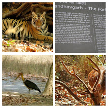 BANDHAVGARH: National Park With a Rich Historical Past 