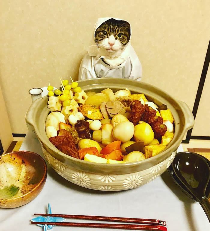 El gato que te cautivará con sus trajes - guiso japones