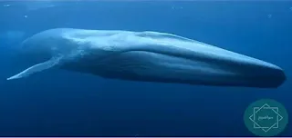 ما هو الحوت الأزرق