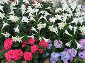 Blue and pink Florist Hydrangeas and Easter Lilies at the Centennial Park Conservatory Easter Flower Show by garden muses-not another Toronto gardening blog