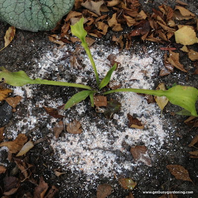 Sprinkle eggshell powder around the base of plants to control slugs