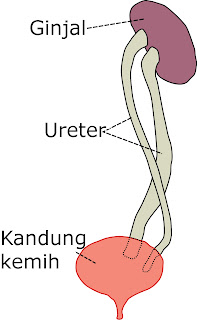  Ureter yakni jalan masuk yang terdiri dari serabut otot polos yang  mendorong urin dari ginj 3 Fungsi Ureter