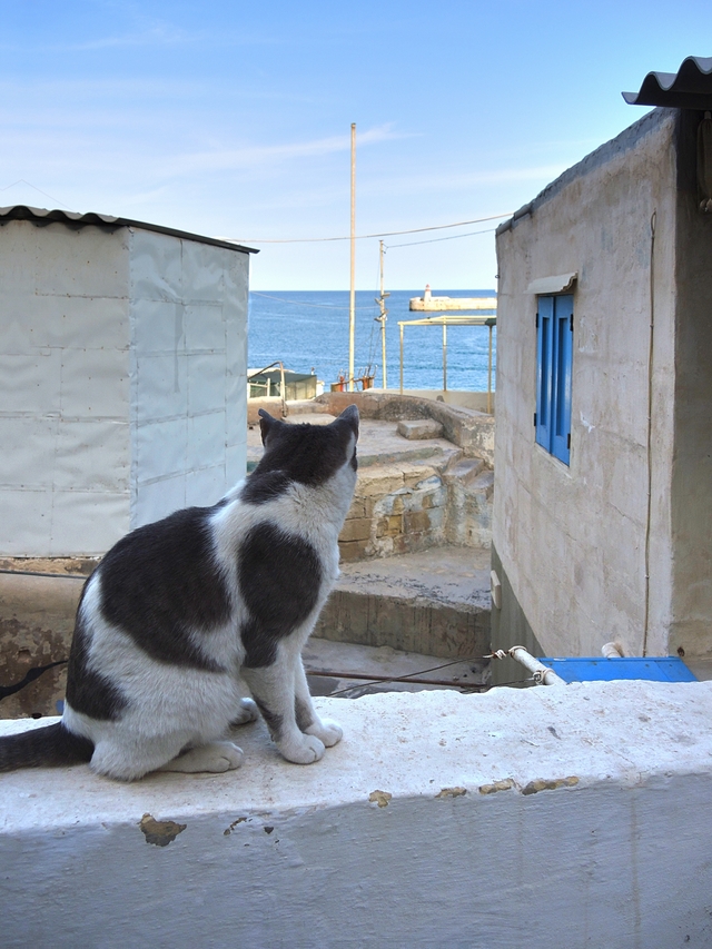 Malta: een vissersdorpje vol met katten