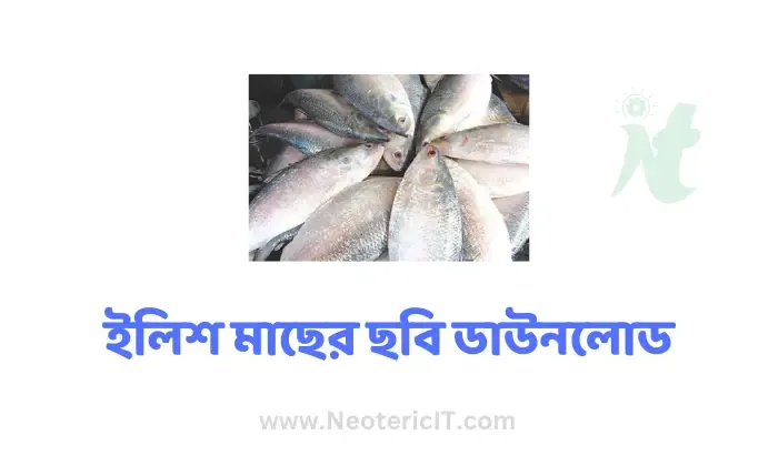 Hilsa Fish Image Download - How to Know Hilsa Fish - Hilsa Fish Price 2023 - elish mas - NeotericIT.com