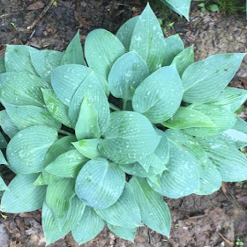 Carolina Blue Hosta