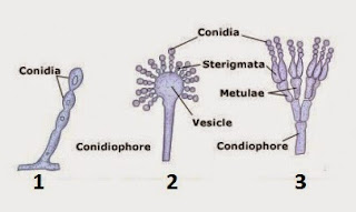 Gambar Kingdom Fungi Struktur Penghasil Spora 