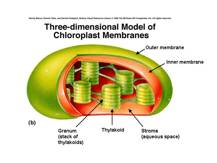 Animal Cell Functions And Parts. functions Animal+cell+