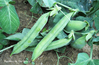 beans growing in a shady garden