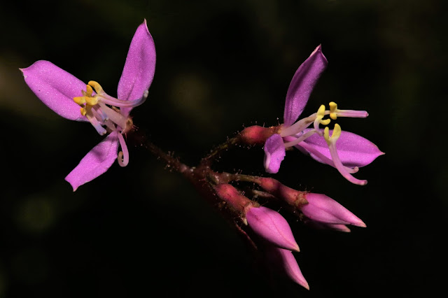 Sonerila plagiocardia