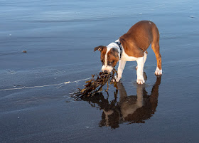 Photo of Ruby picking up a piece of seaweed on the beach