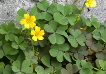 Manfaat Daun Asam atau Jukut Calincingan Obat Sariawan