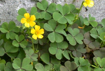 Manfaat Daun Asam atau Jukut Calincingan Obat Sariawan