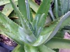 aloes