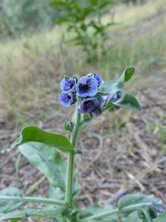 Cynoglossum creticum - Cynoglosse de Crête