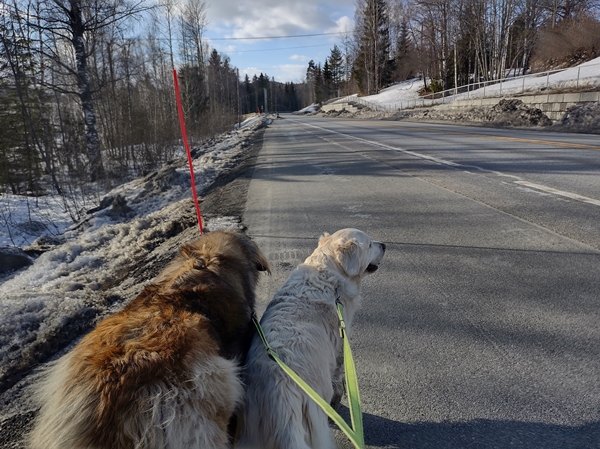 leonberger golden retriever bygda rundt