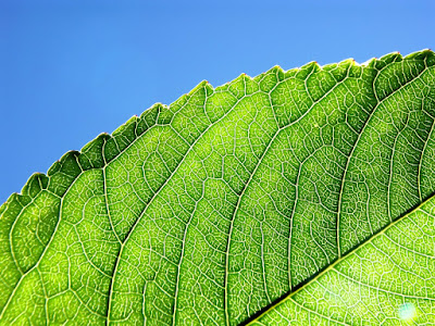 wallpaper nature green. Nature Green Plants Blue Sky