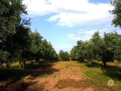 Oriental Hive property for harvesting RAW honey in the atlas moutains in Morocco