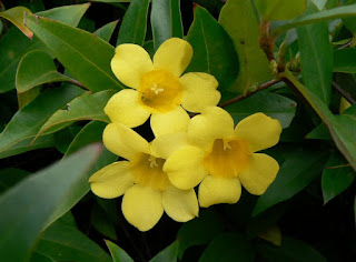 http://www.bilalhomeoclinic.info/2019/03/gelsemium-sempervirens.html