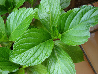 Hortensia (Hydrangea macrophylla (Thunb.) Ser.).