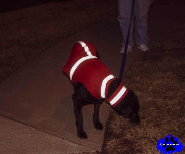 Dog Reflective Wear