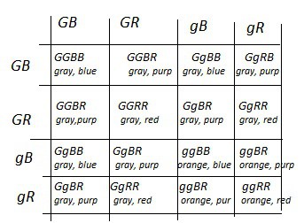 dihybrid cross worksheet