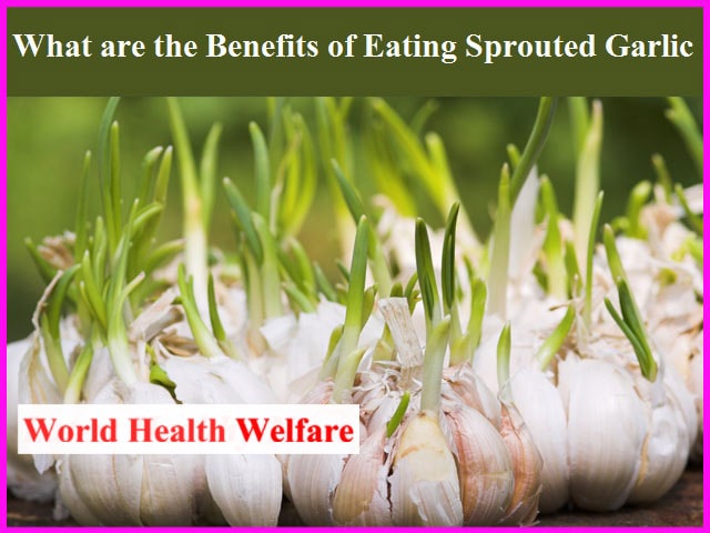 Sprouted Garlic Health Benefits