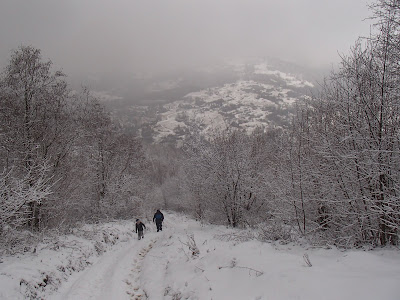 Pieniny, Jarmuta, grzyby 2018, grzyby zimowe, grzybobranie w zimie, uszaki bzowe