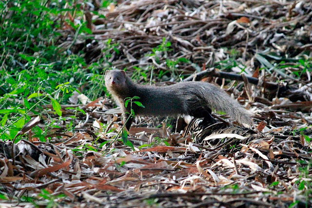 This Indian grey mongoose was curiously watching me while I was busy photographing the birds